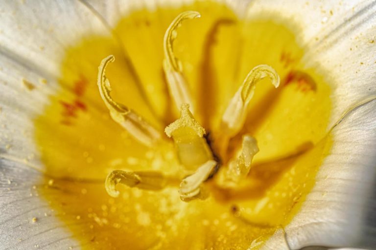 Little Local Joys: The Ephemerals in Bloom