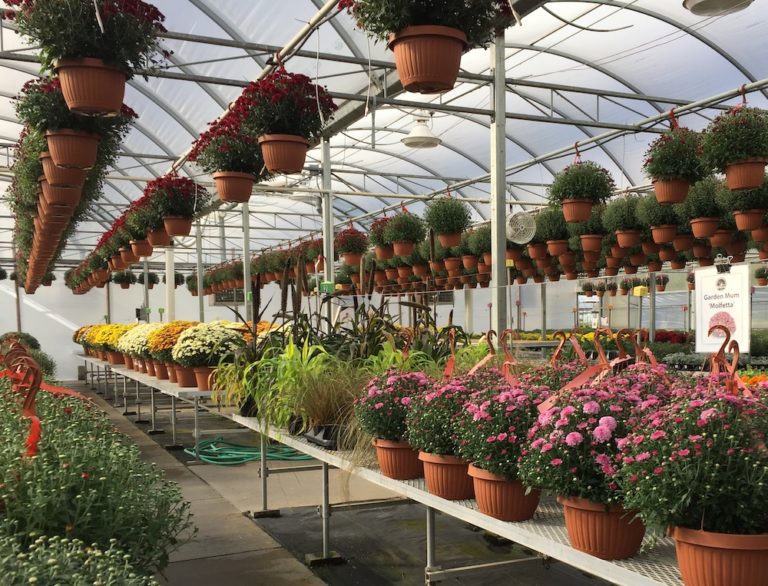 Van Atta’s Nursery and Hammond Farms Reopen with Precautions