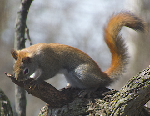 Little Local Joys: Look Through Any Window