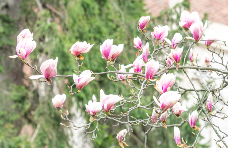 Where to Get Help for Stress, Depression, and Anxiety in the East Lansing Area