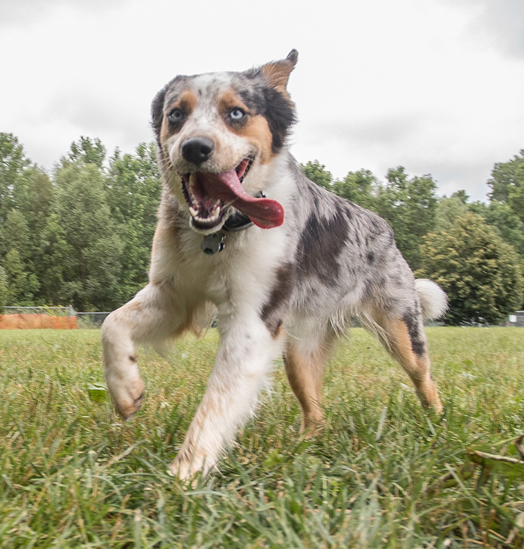 Parks & Rec Reverses Course; Will Open Playgrounds and Dog Park