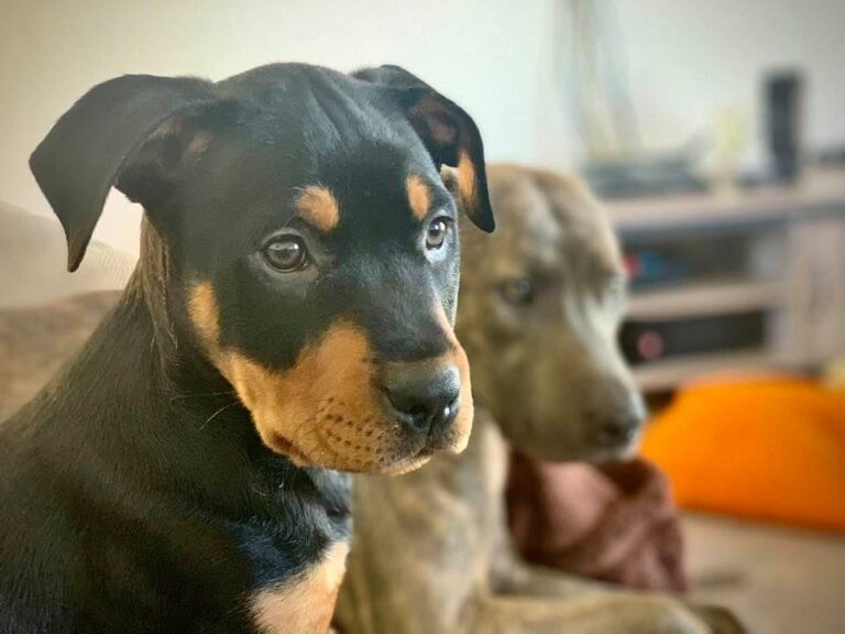 Adopted and Foster Pets Bring Comfort and Companionship During Time of Coronavirus