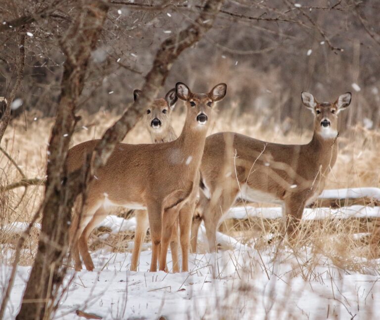 Ask ELi: What Is the Deer Cull Costing Taxpayers?