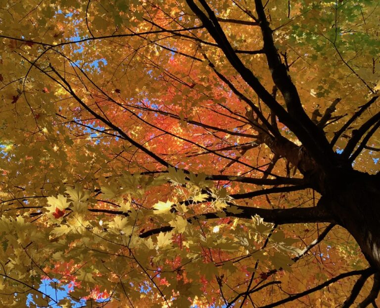 A Brief News Update and Looking Ahead at Next Week