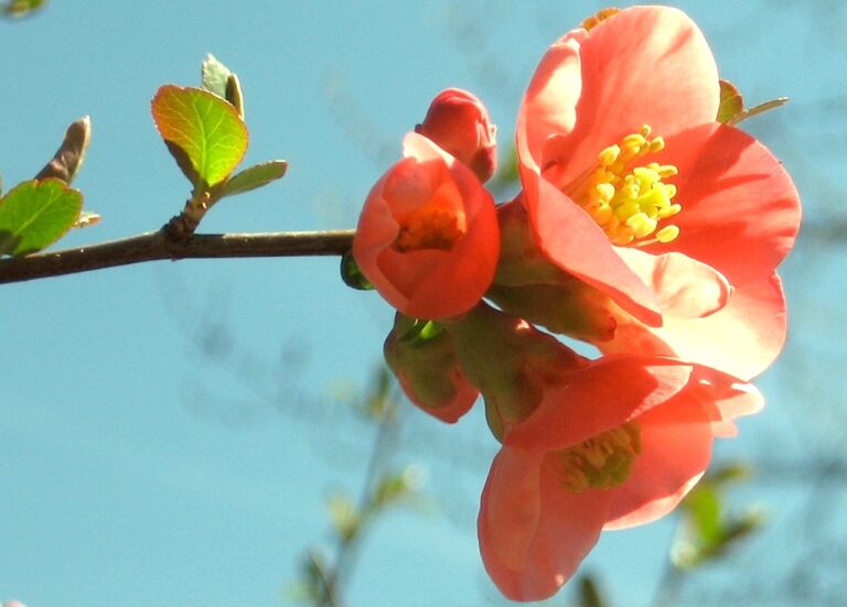 Your ELi: Remembering an Extraordinary Council-Watcher