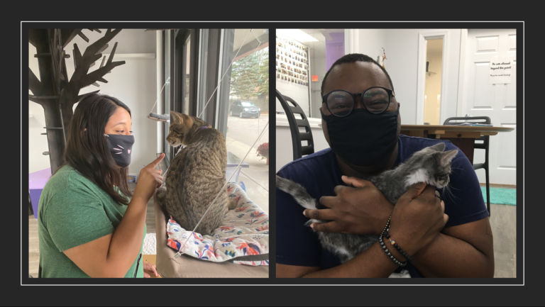 Spend Locally: Constellation Cat Cafe