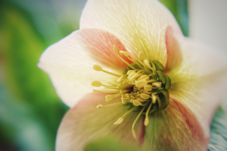 Interfaith Organization Promoting Healing and Unity on Inauguration Day