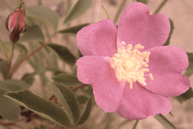 ELi Publishes Obituaries and Death Notices