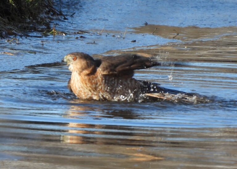 Bald Eagle and Other Raptors Flocking Around East Lansing
