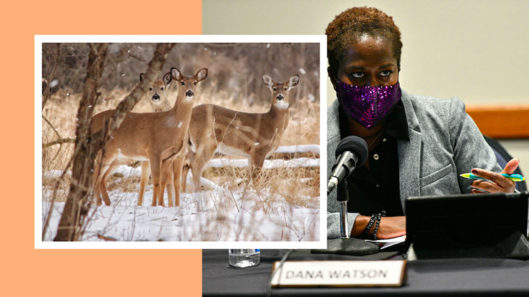 City Looks to Kill More Deer in This Year’s Cull