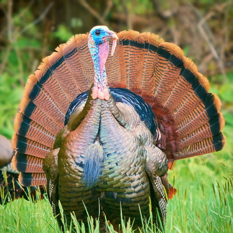 The Wild Turkeys of East Lansing