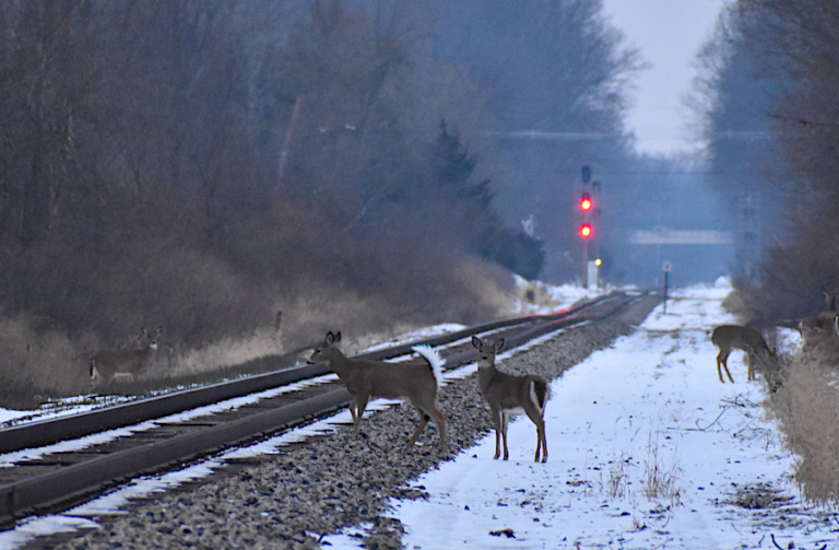 Ask ELi: What’s Going on With the Deer Cull?
