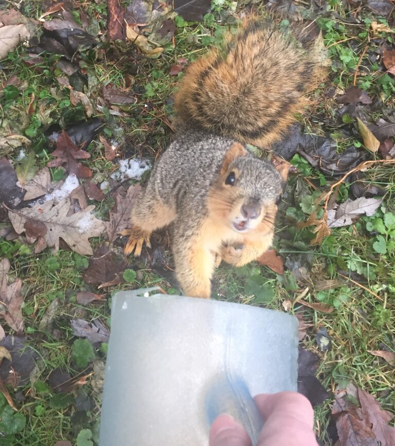 I Think Squirrels Are Nice